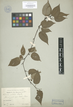 LE 01003062