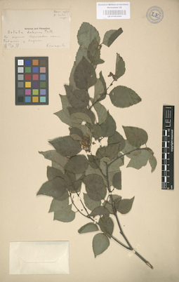 LE 01003064