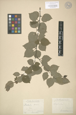 LE 01003070