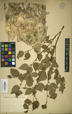 LE 01003077