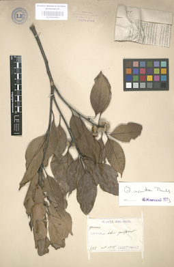 LE 01003081
