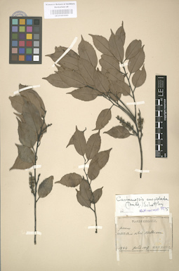 LE 01003085