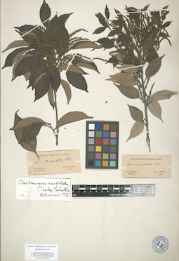 LE 01003086