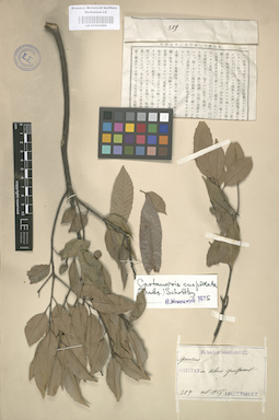 LE 01003089