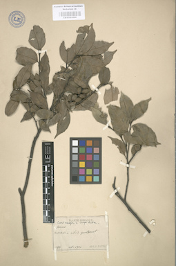 LE 01003090