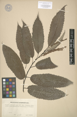 LE 01003091