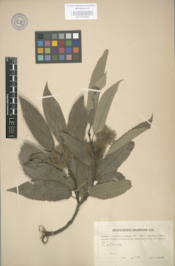 LE 01003092