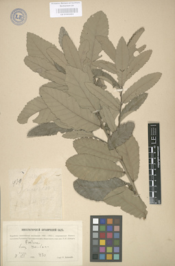 LE 01003093