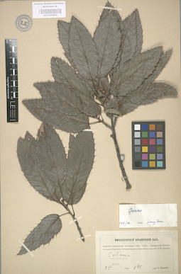 LE 01003094
