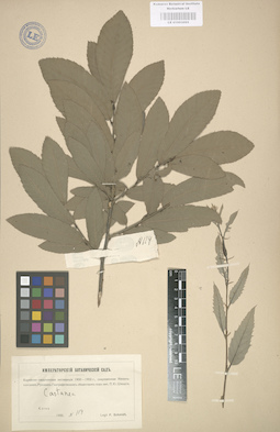 LE 01003095
