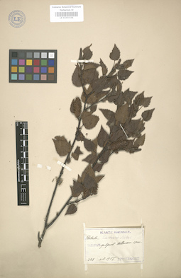 LE 01003106