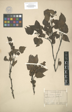 LE 01003108