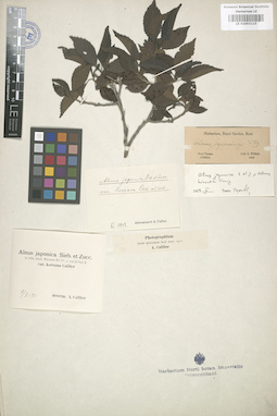 LE 01003115