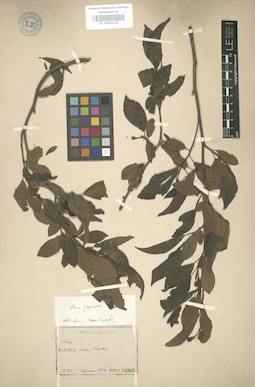 LE 01003116