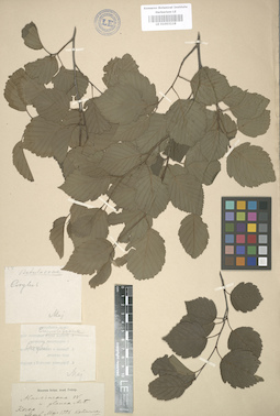LE 01003118