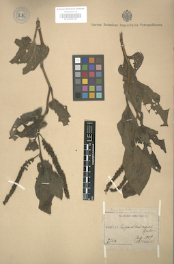 LE 01003130