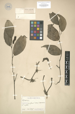 LE 01003132