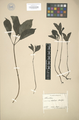 LE 01003138