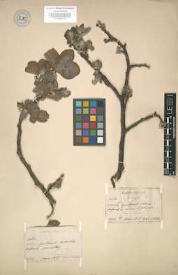 LE 01003152