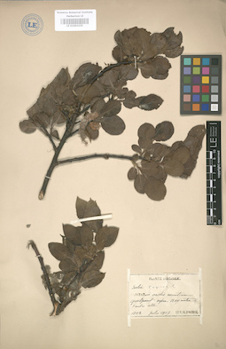 LE 01003155