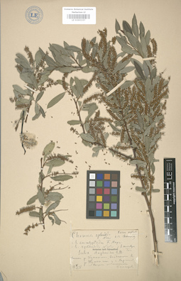 LE 01003157