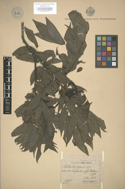 LE 01003167