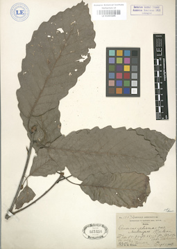 LE 01003205