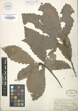 LE 01003207