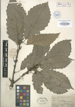 LE 01003217