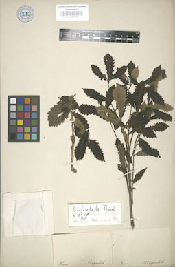 LE 01003229