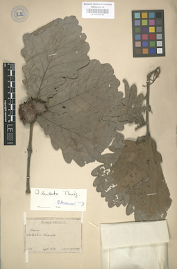 LE 01003230