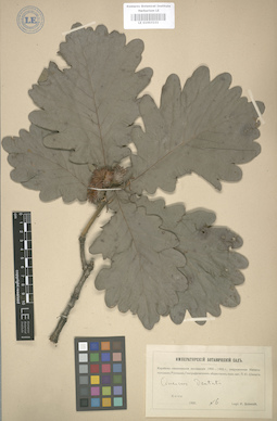 LE 01003231