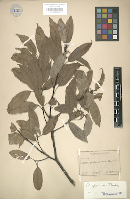 LE 01003235