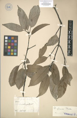 LE 01003236