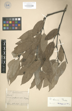 LE 01003237