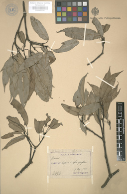 LE 01003238