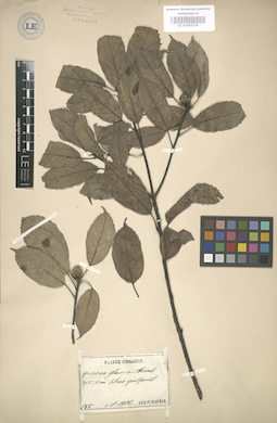 LE 01003239
