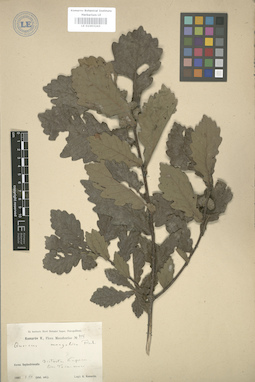 LE 01003243