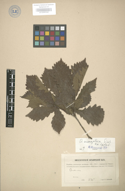 LE 01003244