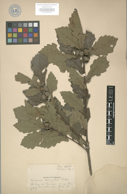 LE 01003245