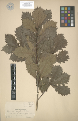 LE 01003246
