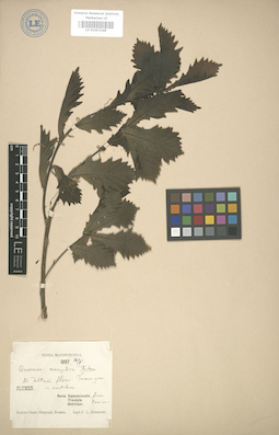 LE 01003248