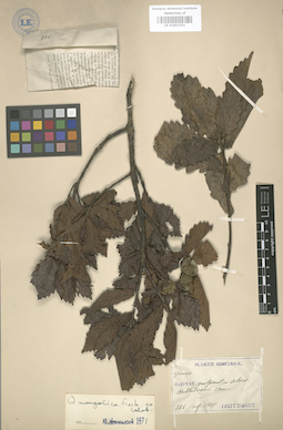 LE 01003251