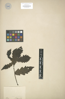 LE 01003253