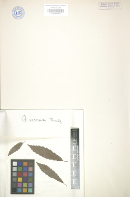 LE 01003254