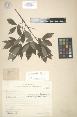 LE 01003255