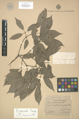 LE 01003261