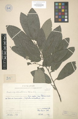 LE 01003264
