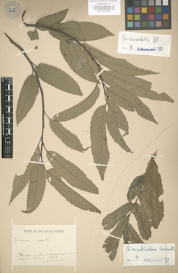 LE 01003265