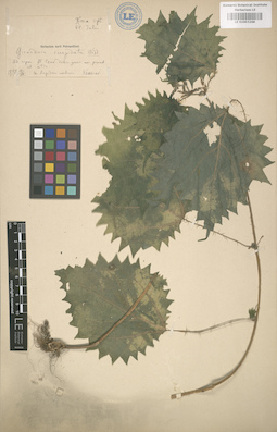 LE 01003268